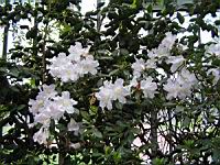 Rhododendron Ciliicalyx Franch (fam Ericacees) (Chine (Yunnan)) (0) (Photo F. Mrugala)